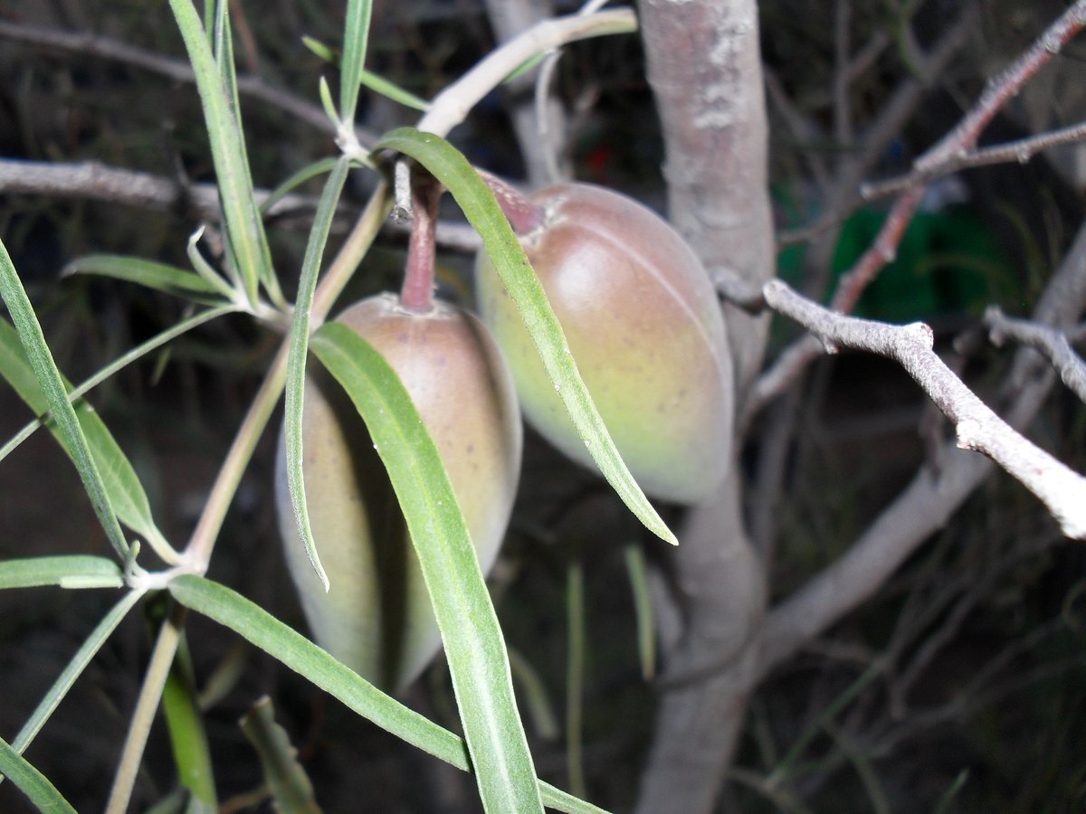 Marsdenia australis